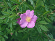 Woods' rose(Rosa woodsii)